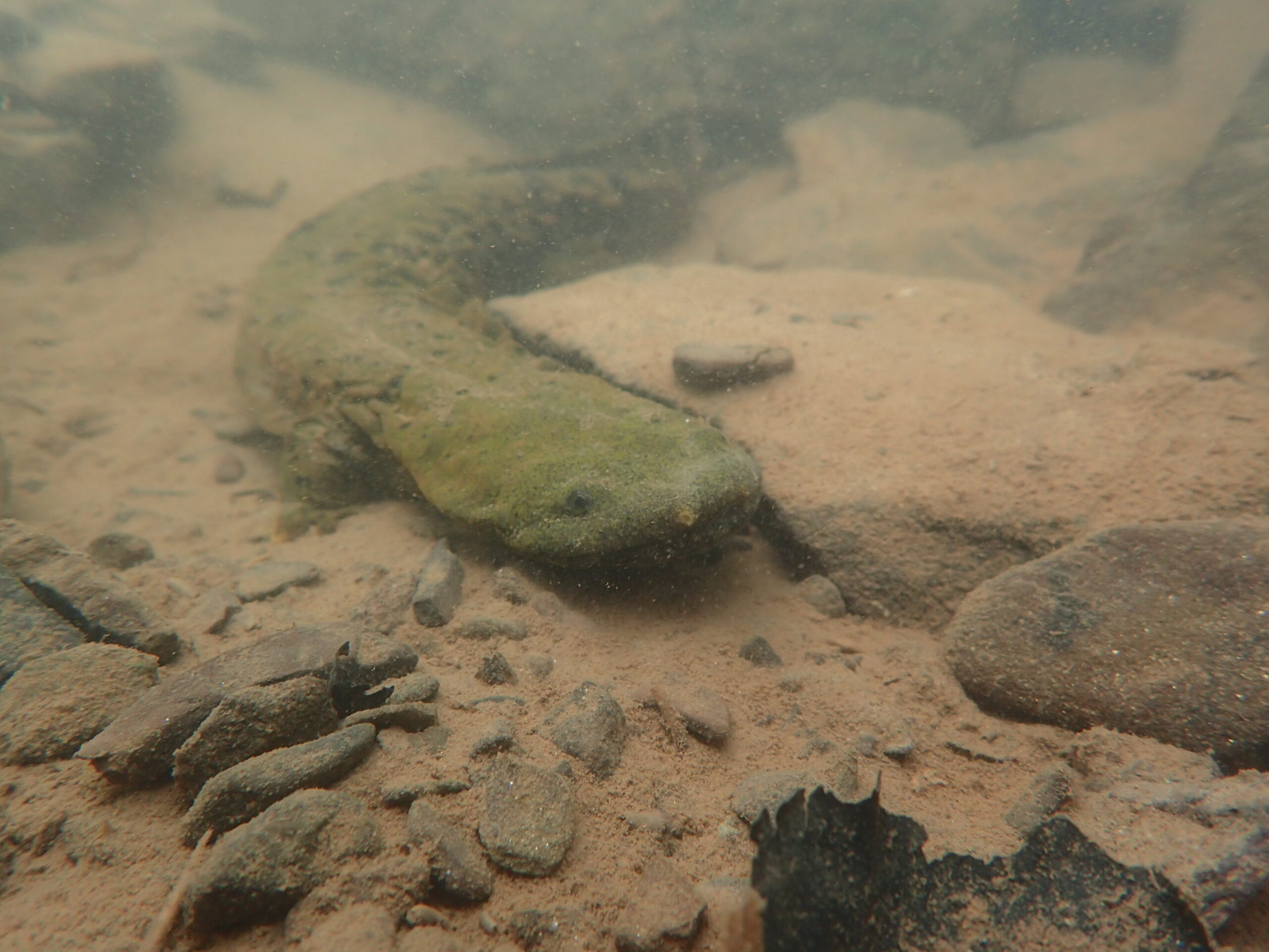 smoke stacks by water